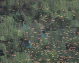Leaves on the River 1
