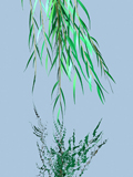 Willow 5