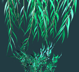 Willow 4