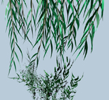 Willow 1