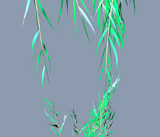 Willow 2