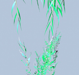 Willow 2a